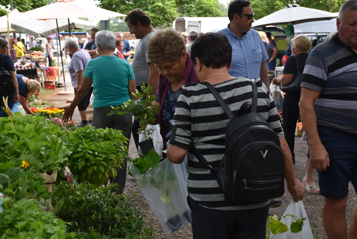 sajam srijedom,26.6.2024 (50) sajam srijedom,26.6.2024 (50)