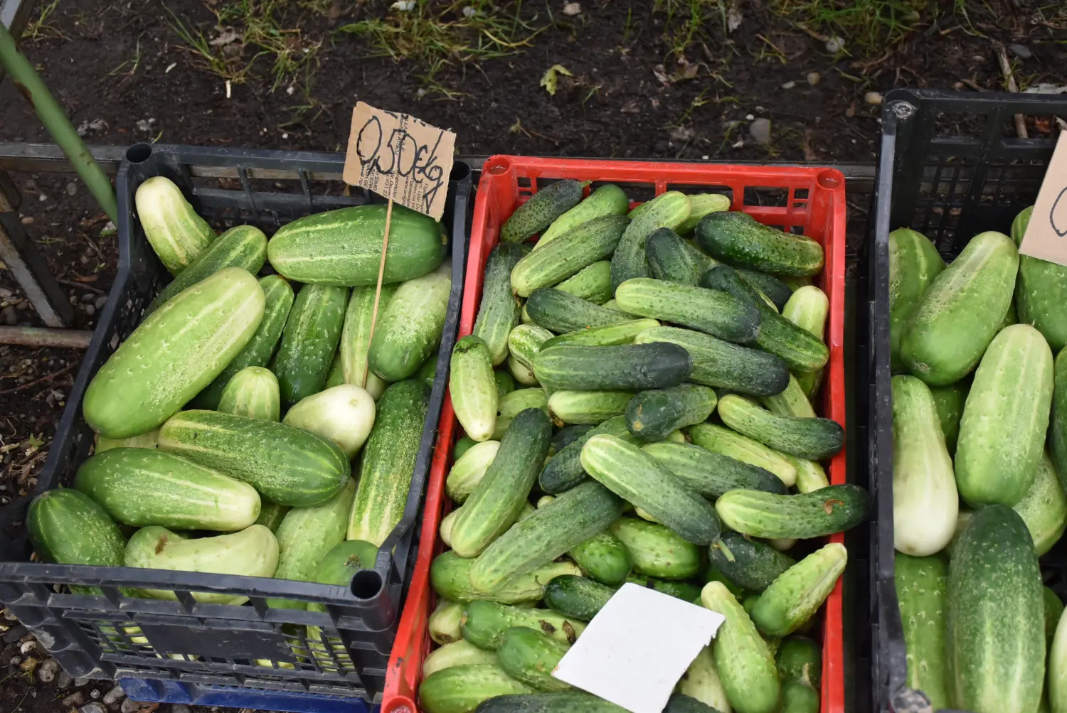 sajam srijedom,26.6.2024 (58) sajam srijedom,26.6.2024 (58)