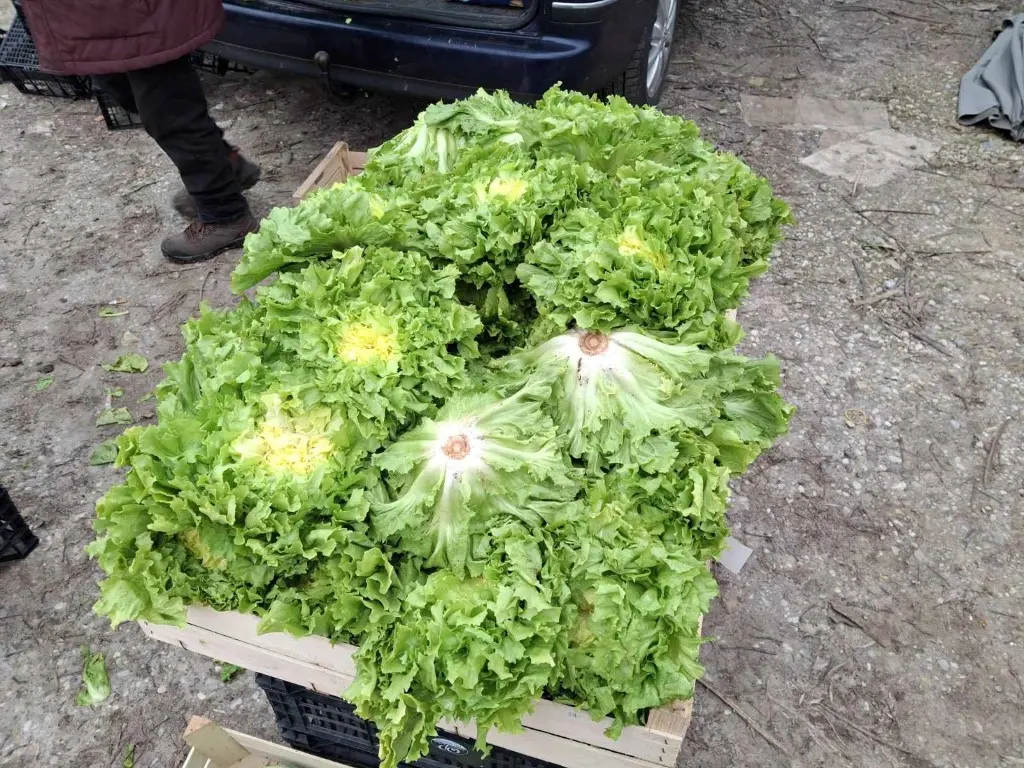 sajam15.1.2025 (4) (Medium) sajam15.1.2025 (4) (Medium)