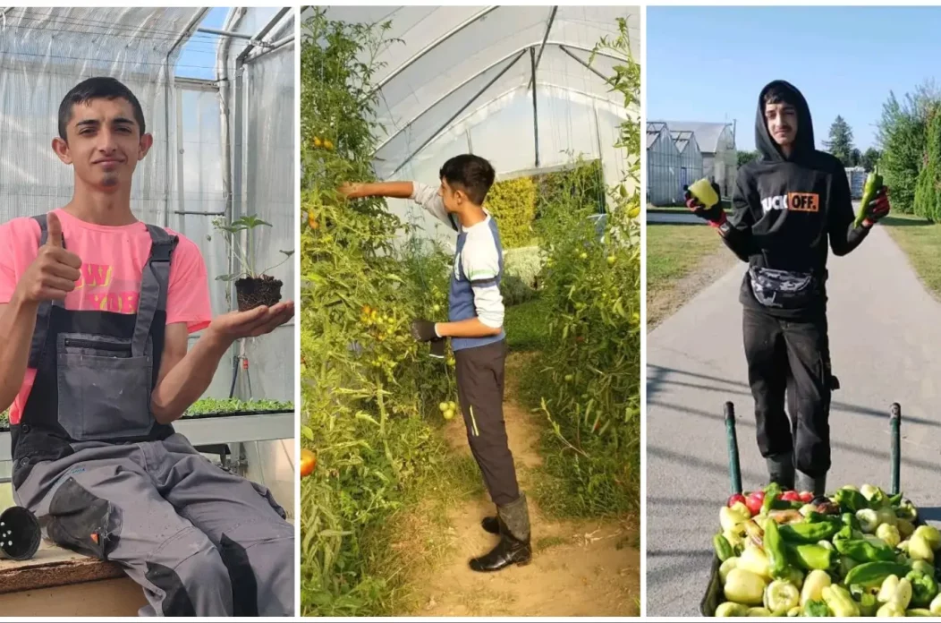 selman balog (7) selman balog (7)