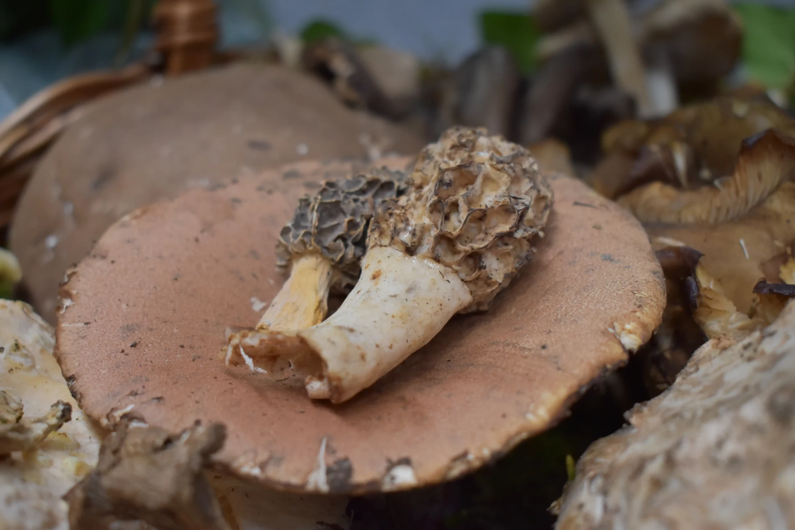 smrčkijada,nedelišće,mesap, (10) smrčkijada,nedelišće,mesap, (10)