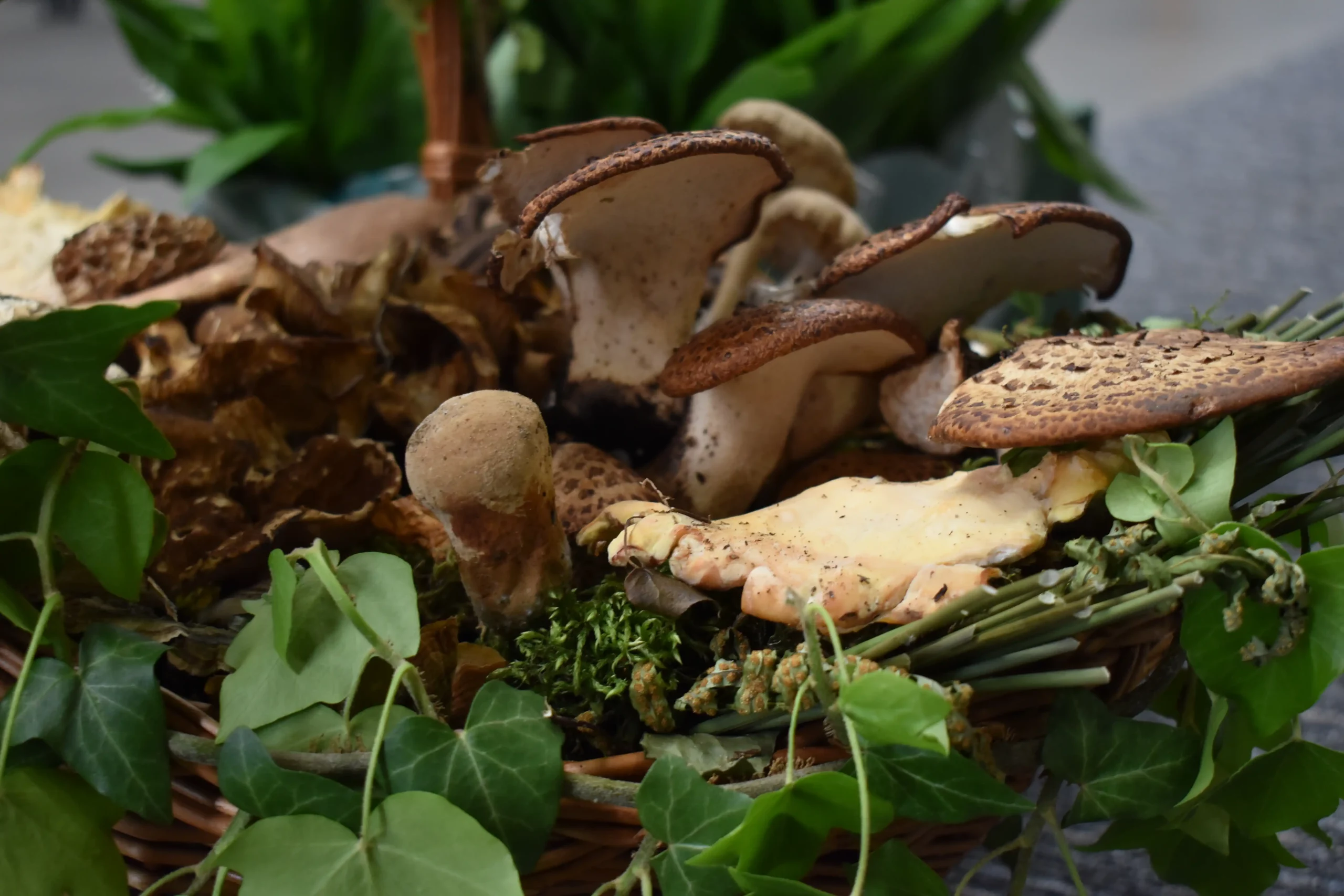 smrčkijada,nedelišće,mesap, (9) smrčkijada,nedelišće,mesap, (9)