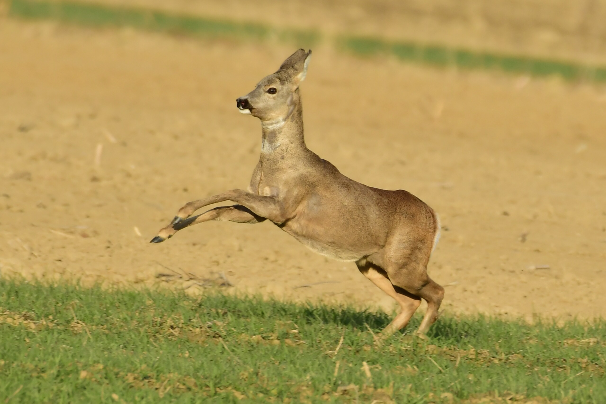 srne,košute, Danijel Mikolaj (1) srne,košute, Danijel Mikolaj (1)