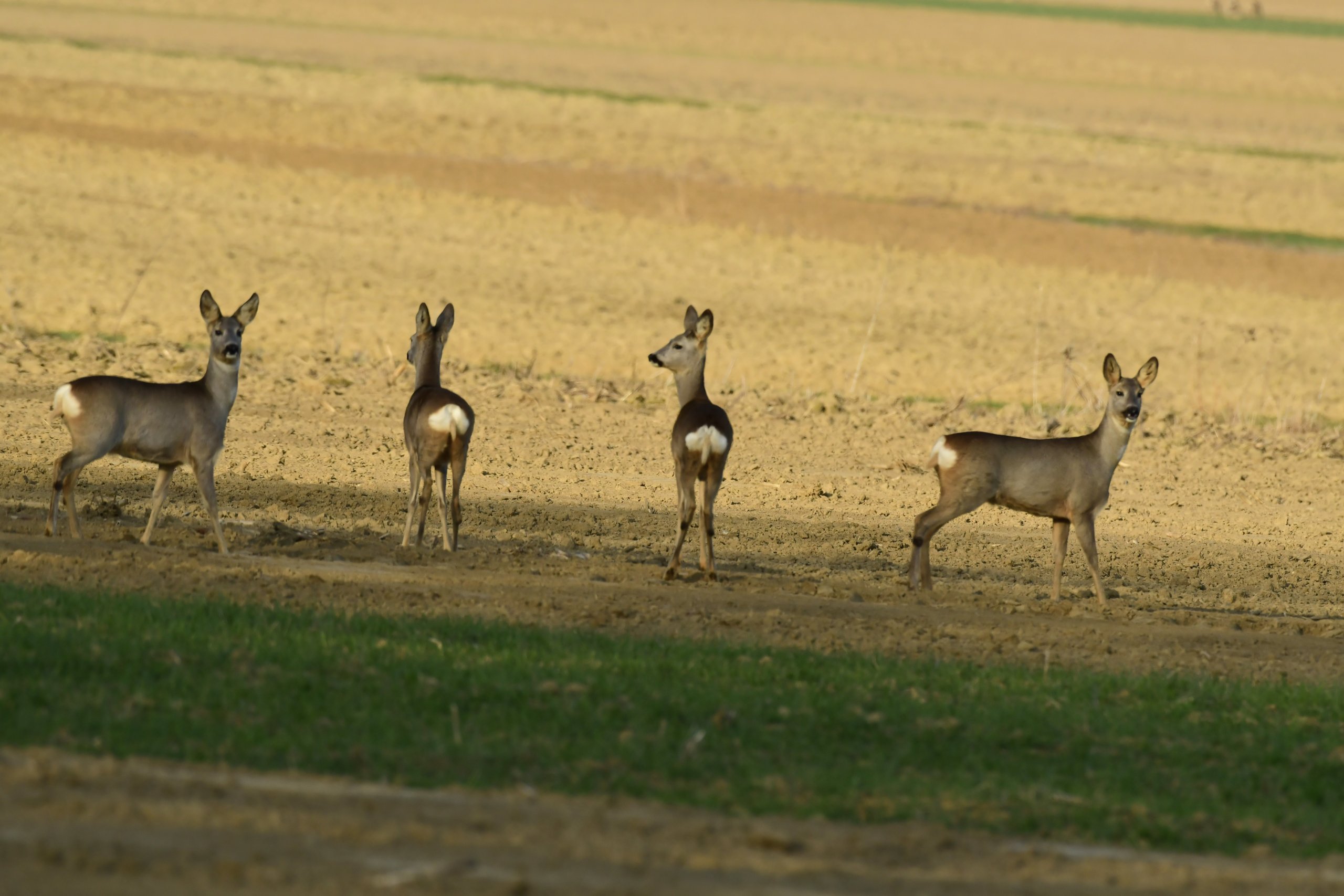 srne,košute, Danijel Mikolaj (2) srne,košute, Danijel Mikolaj (2)
