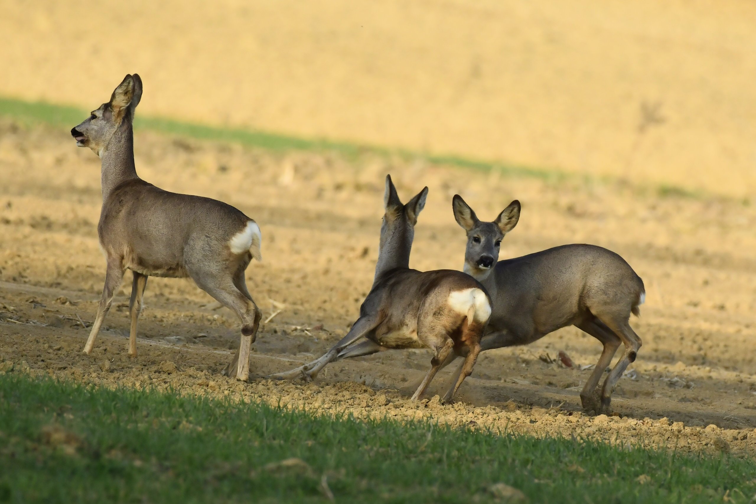 srne,košute, Danijel Mikolaj (3) srne,košute, Danijel Mikolaj (3)