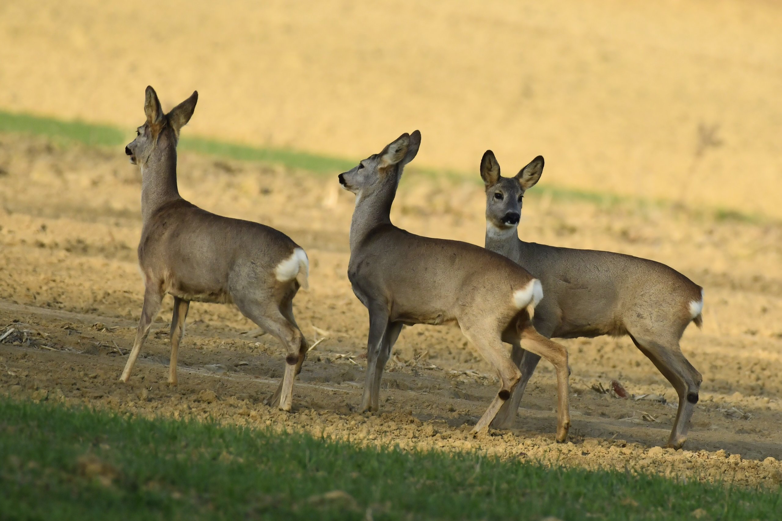 srne,košute, Danijel Mikolaj (4) srne,košute, Danijel Mikolaj (4)