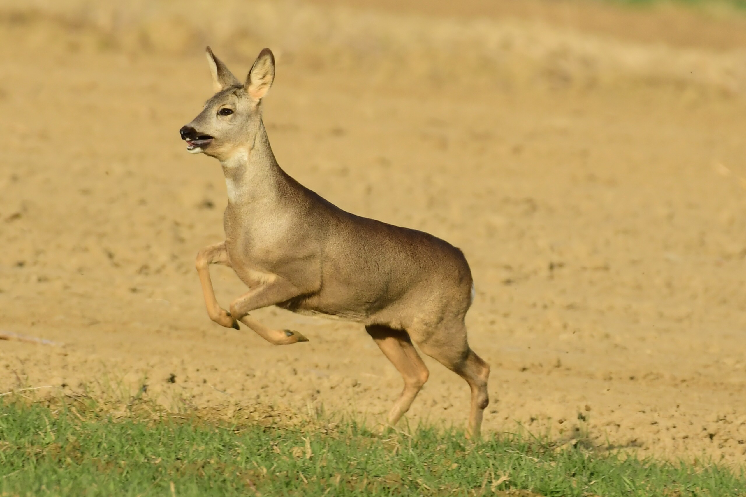 srne,košute, Danijel Mikolaj (5) srne,košute, Danijel Mikolaj (5)