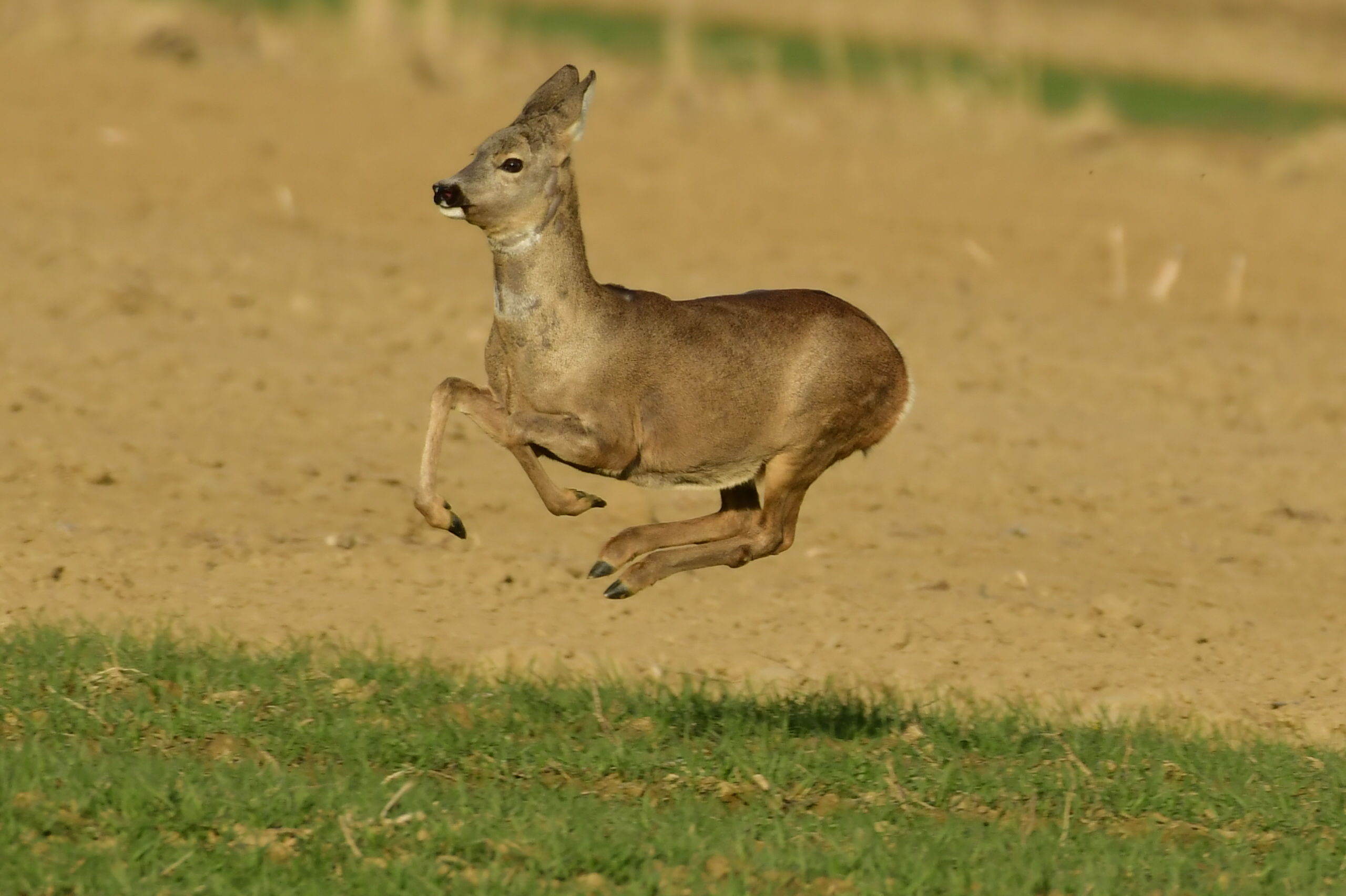 srne,košute, Danijel Mikolaj (6) srne,košute, Danijel Mikolaj (6)