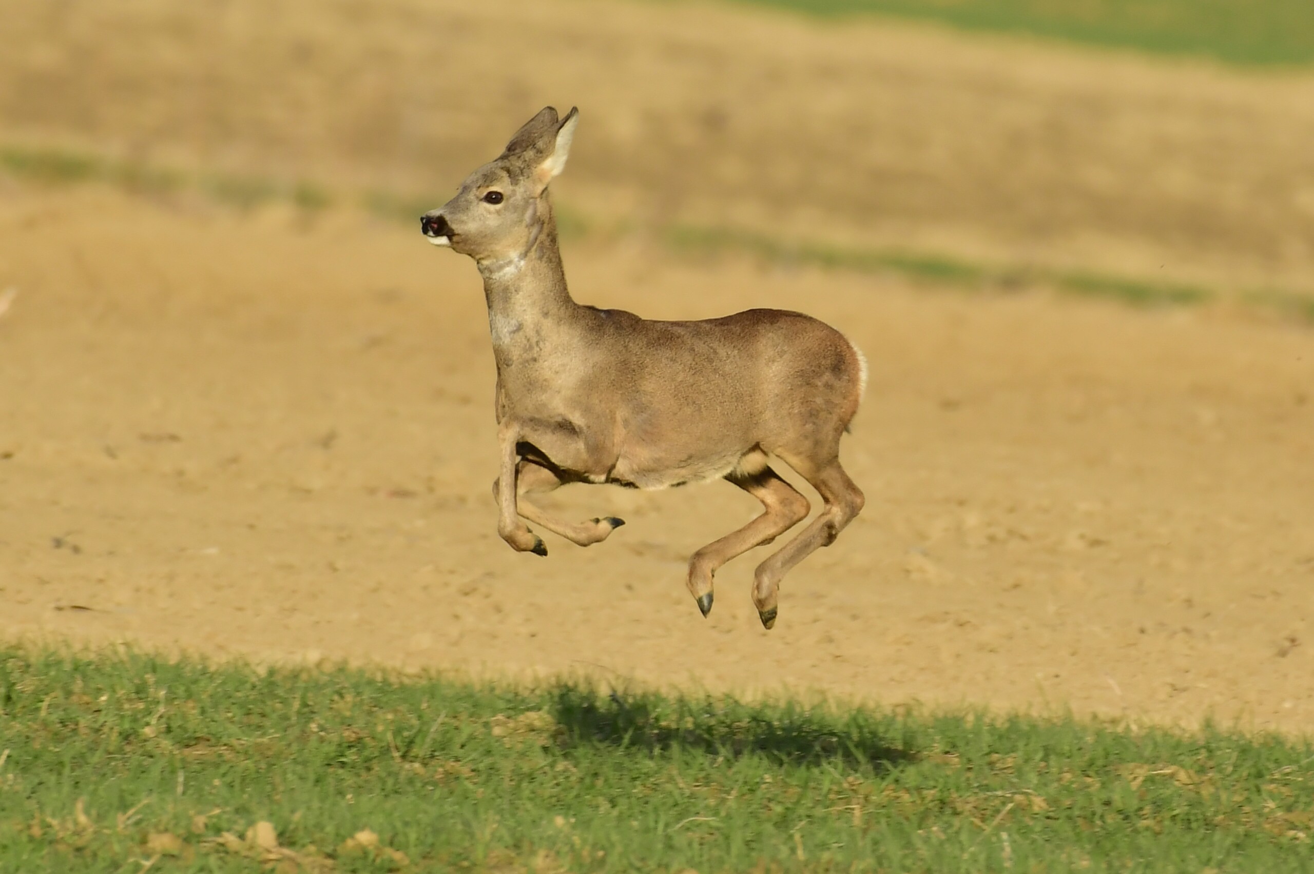srne,košute, Danijel Mikolaj (7) srne,košute, Danijel Mikolaj (7)