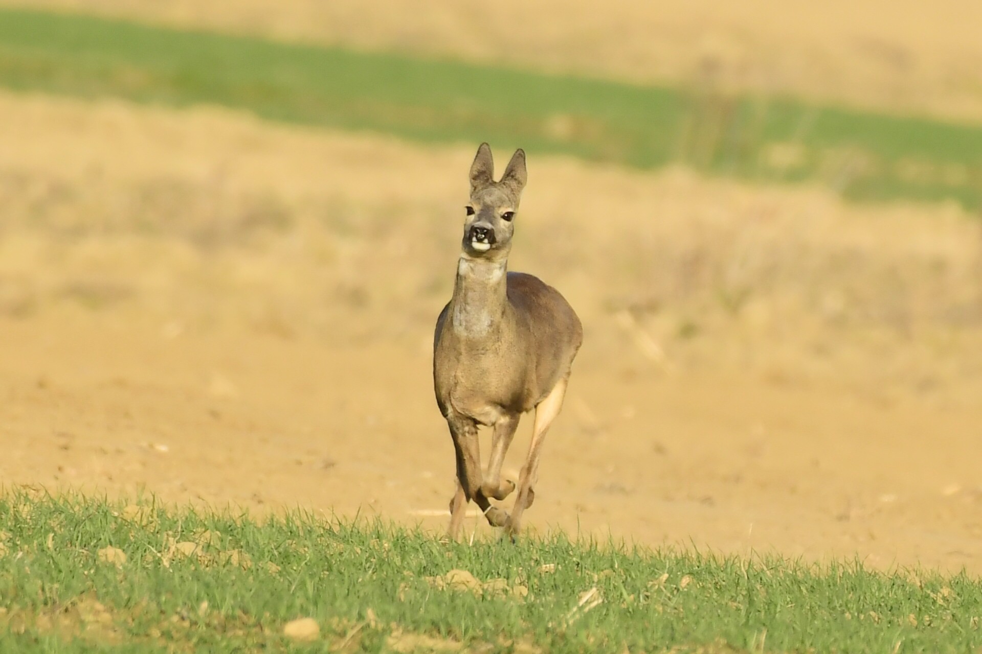 srne,košute, Danijel Mikolaj (8) srne,košute, Danijel Mikolaj (8)