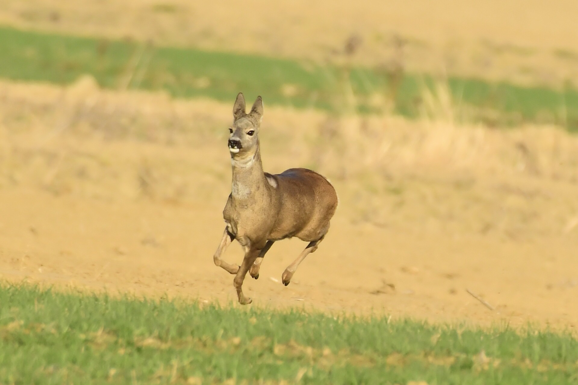srne,košute, Danijel Mikolaj (9) srne,košute, Danijel Mikolaj (9)