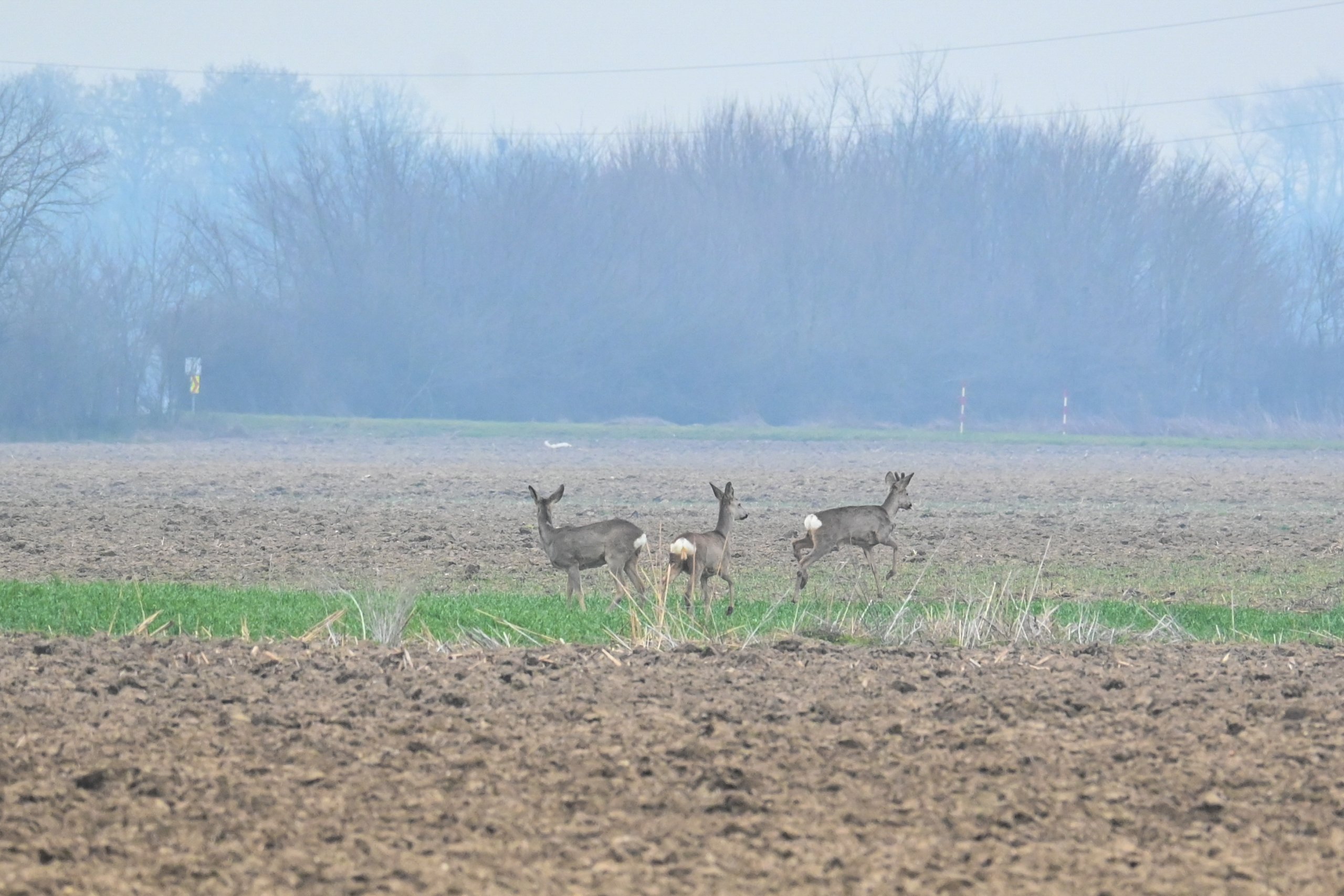 srne,košute, Gabrijel Naranđa (1) srne,košute, Gabrijel Naranđa (1)