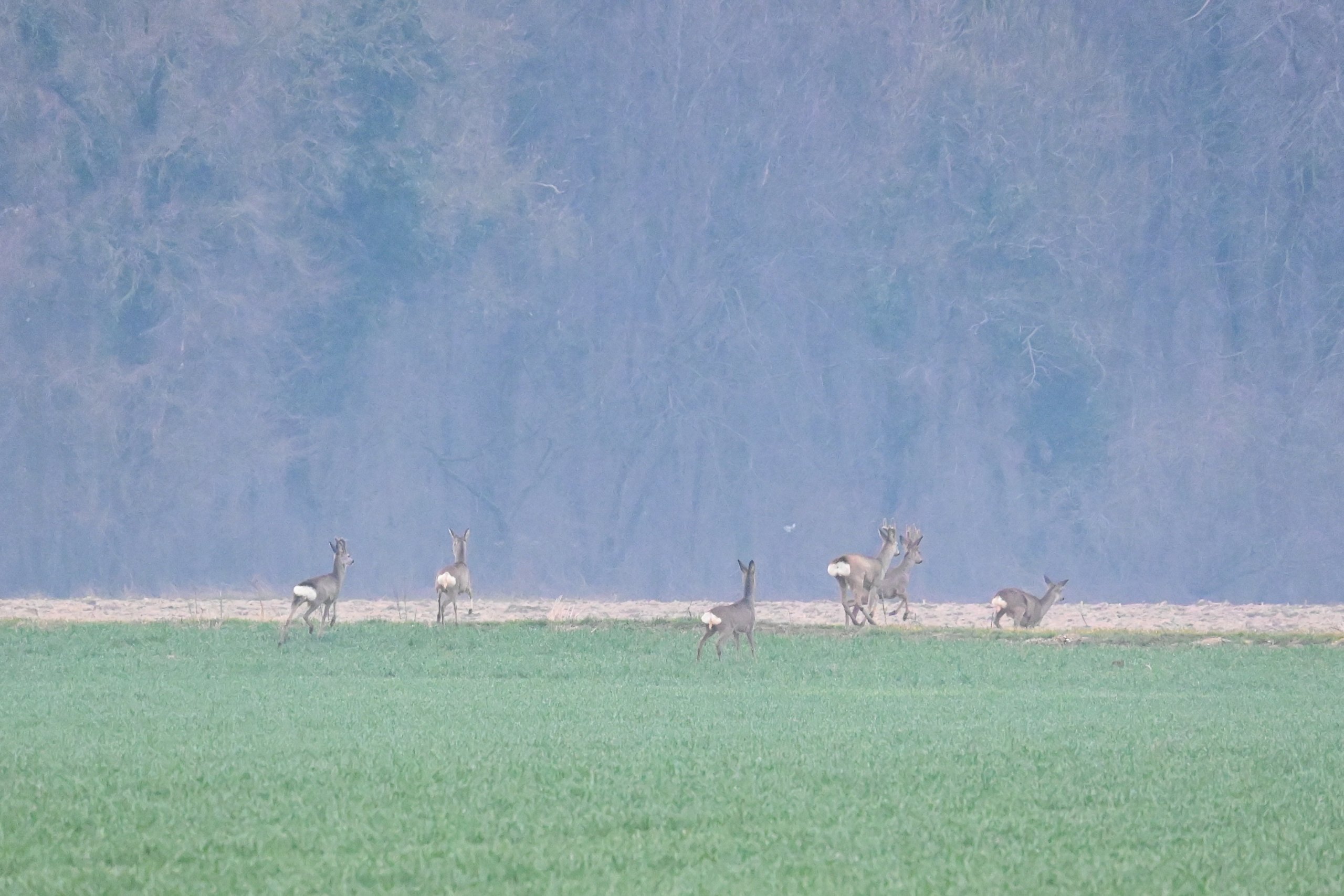 srne,košute, Gabrijel Naranđa (2) srne,košute, Gabrijel Naranđa (2)