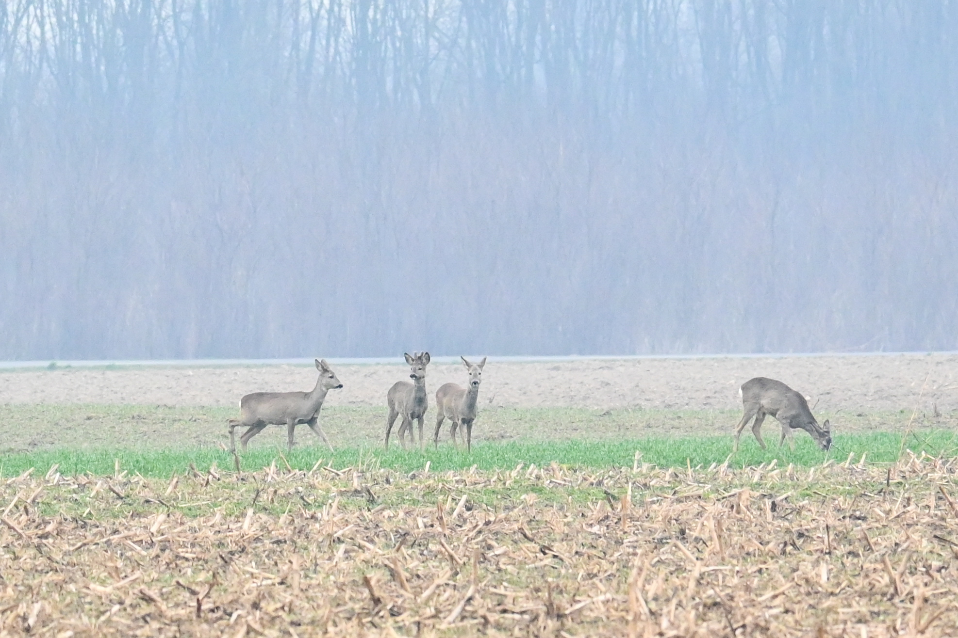 srne,košute, Gabrijel Naranđa (3) srne,košute, Gabrijel Naranđa (3)