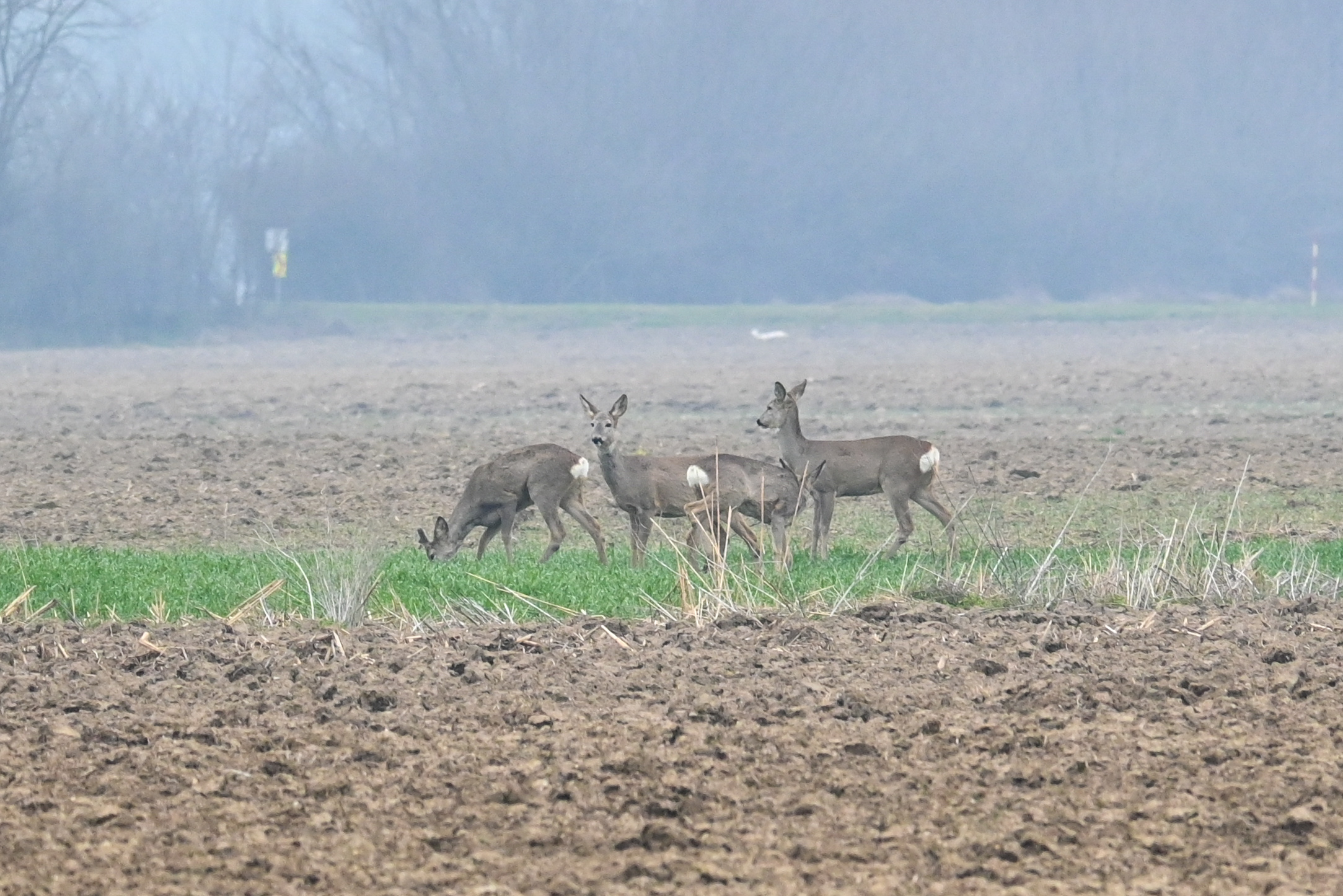 srne,košute, Gabrijel Naranđa (4) srne,košute, Gabrijel Naranđa (4)