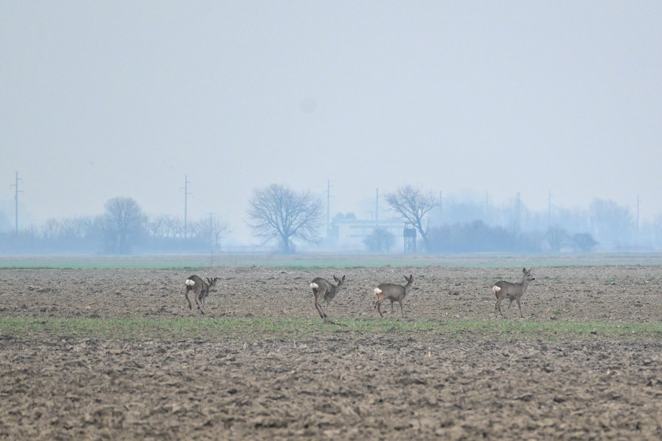srne,košute, gabrijel naranđa (5) srne,košute, gabrijel naranđa (5)