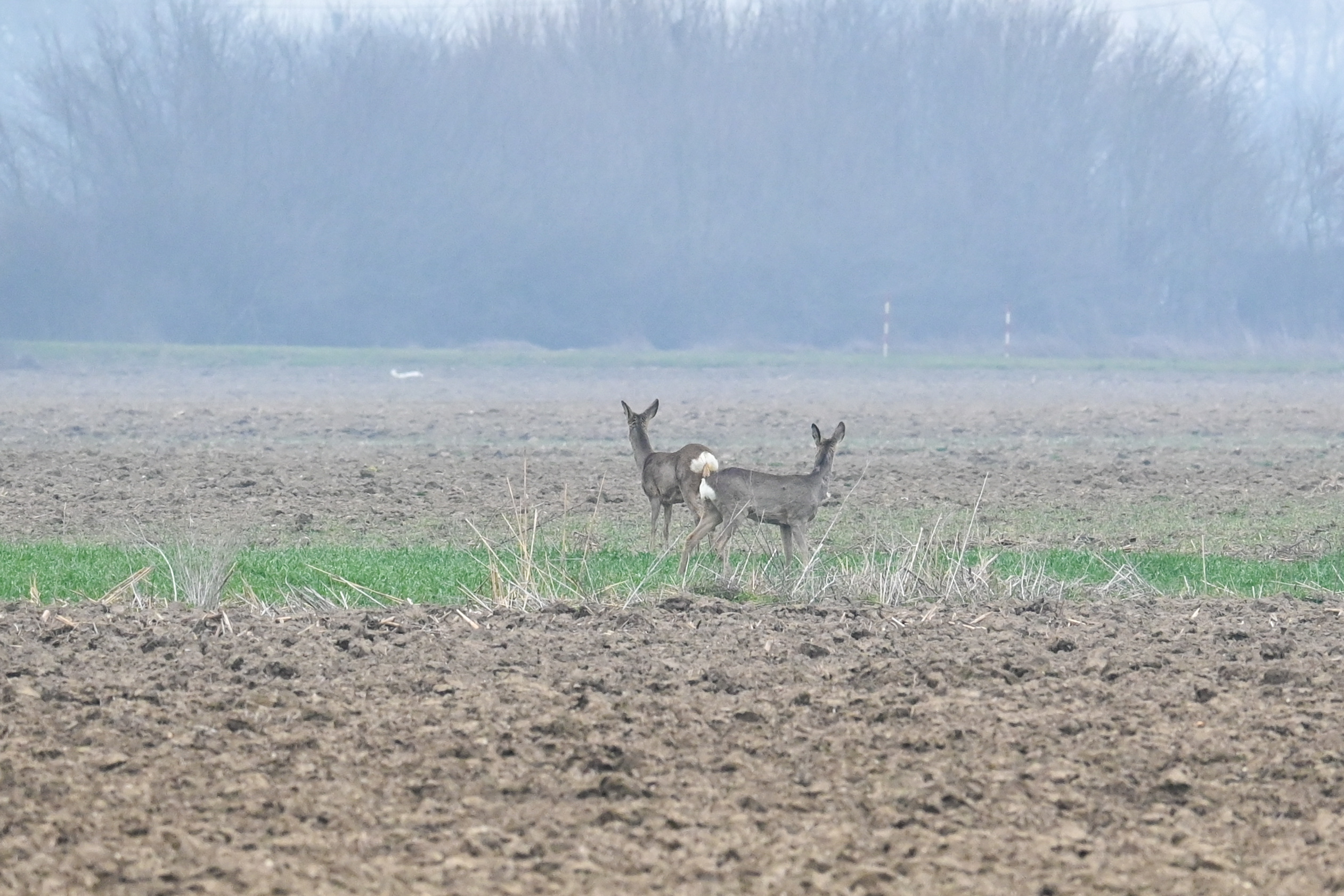 srne,košute, gabrijel naranđa (6) srne,košute, gabrijel naranđa (6)