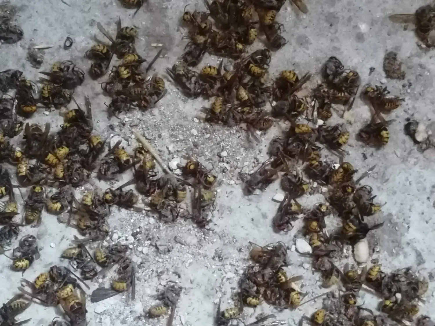 stršljeni (1) stršljeni (1)