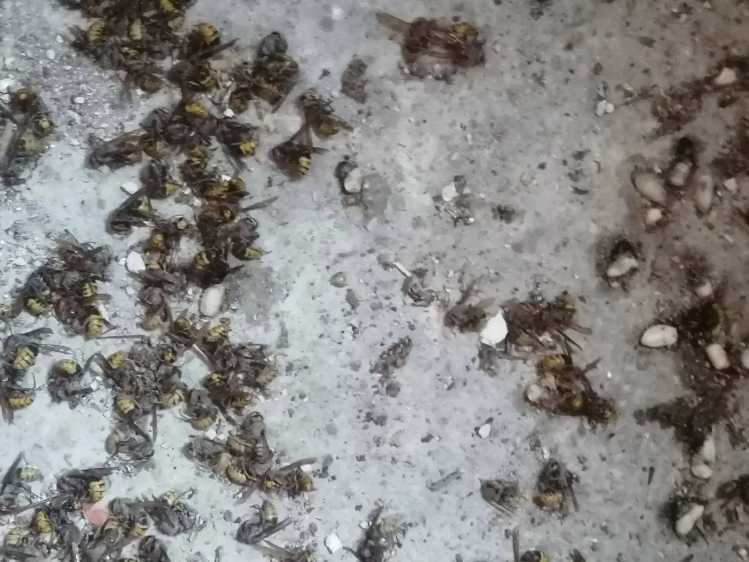 stršljeni (2) stršljeni (2)