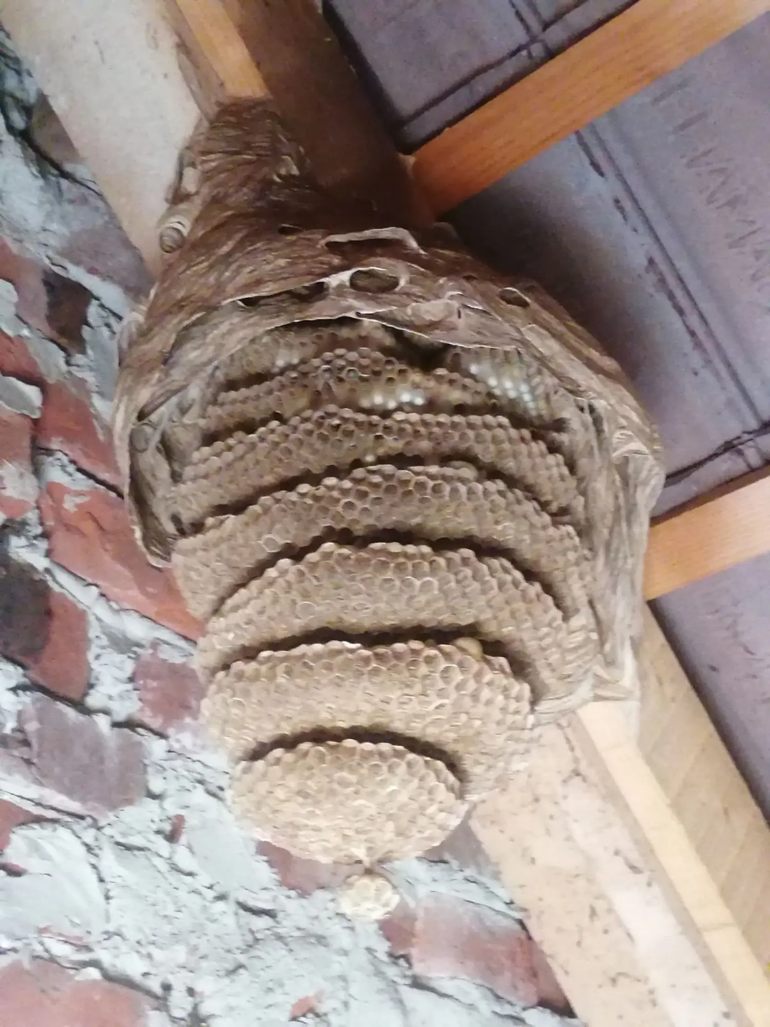 stršljeni (3) stršljeni (3)