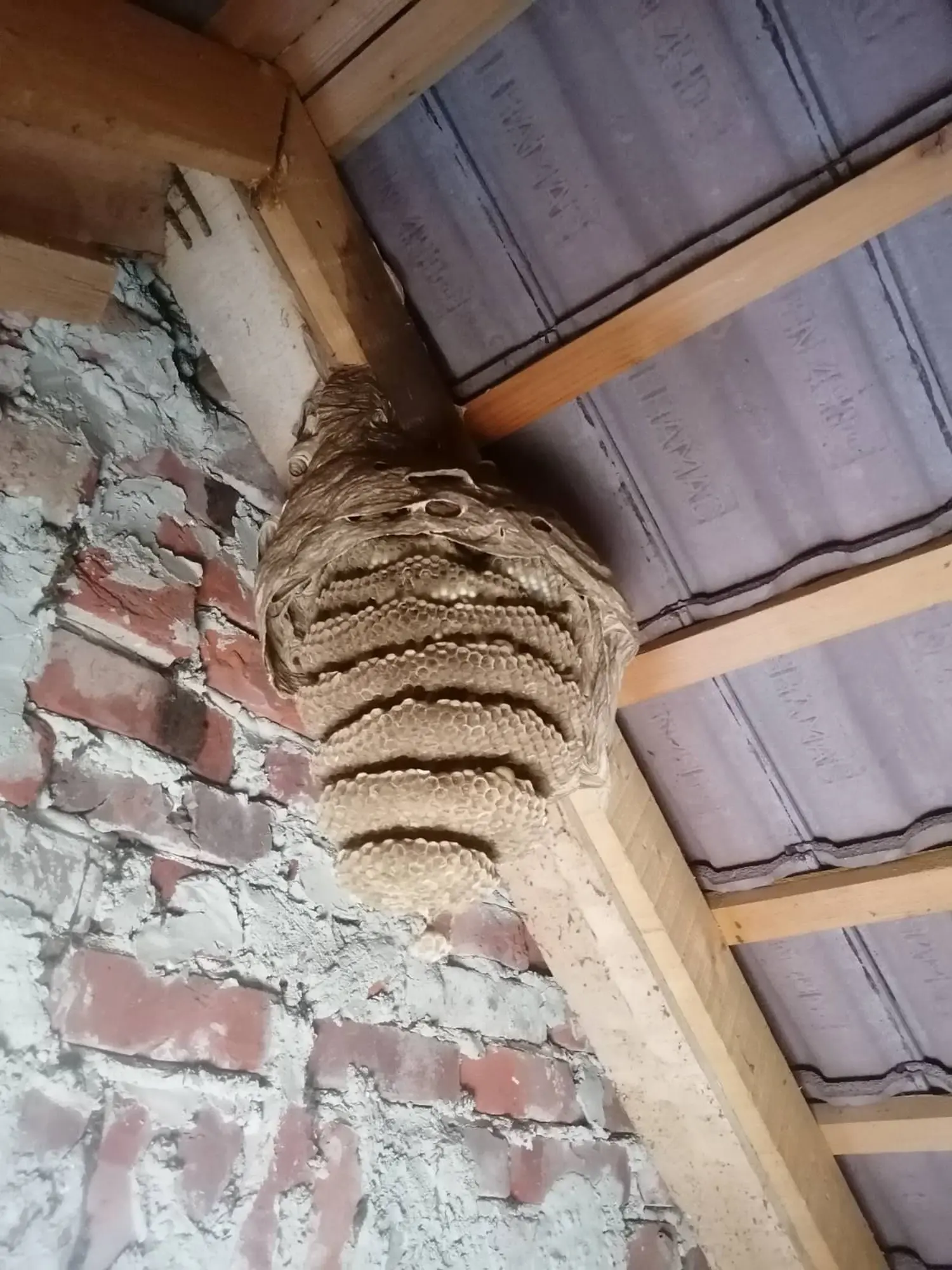 stršljeni (4) stršljeni (4)