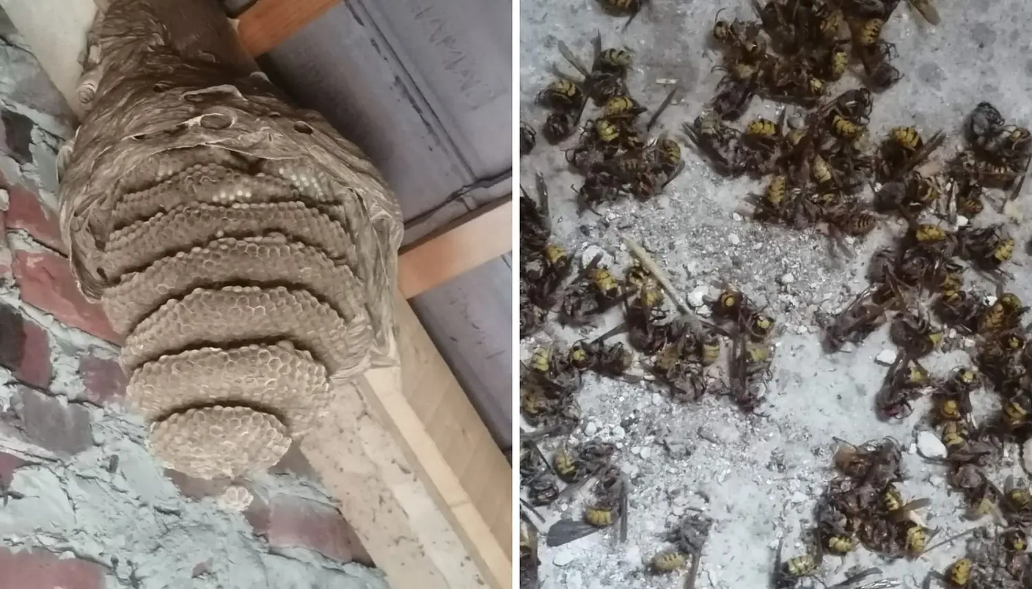 stršljeni (5) stršljeni (5)