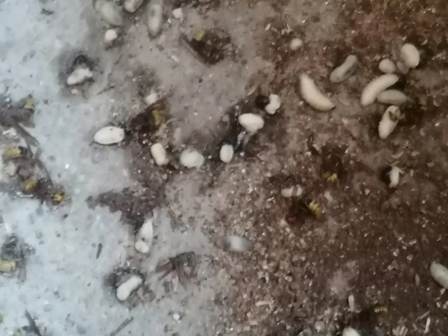 stršljeni (6) stršljeni (6)