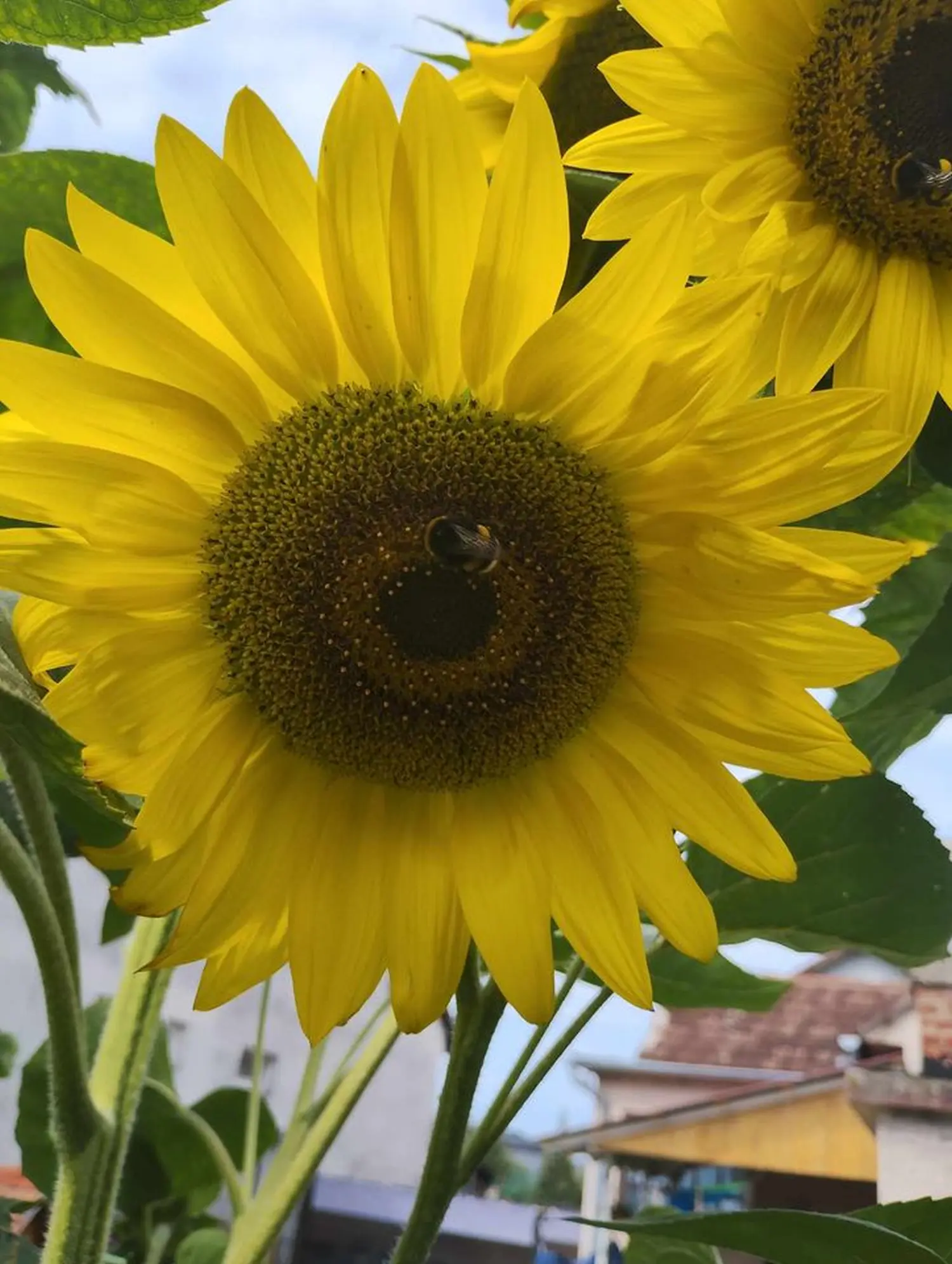 suncokreti,pintarić (1) suncokreti,pintarić (1)