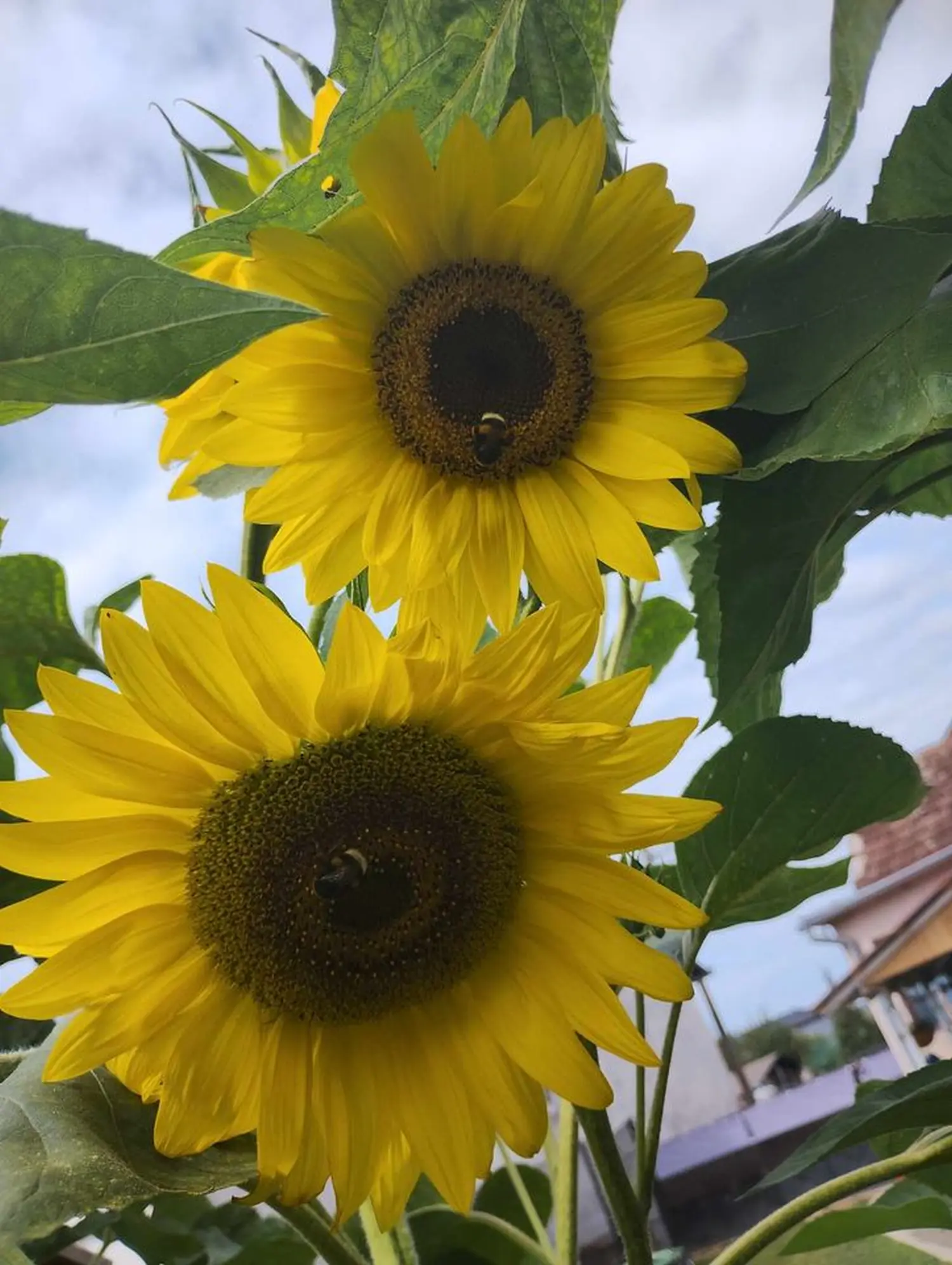 suncokreti,pintarić (2) suncokreti,pintarić (2)