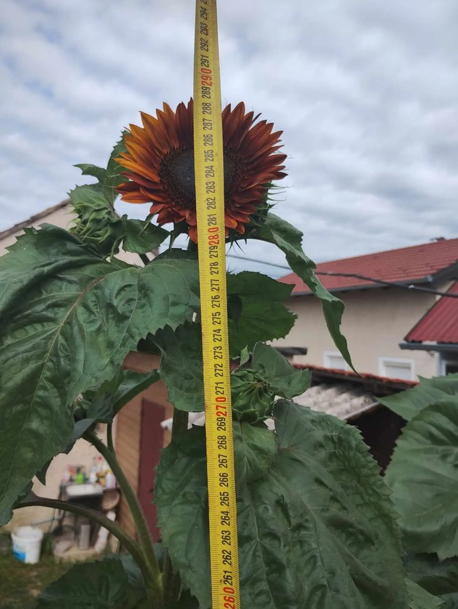 suncokreti,pintarić (3) suncokreti,pintarić (3)