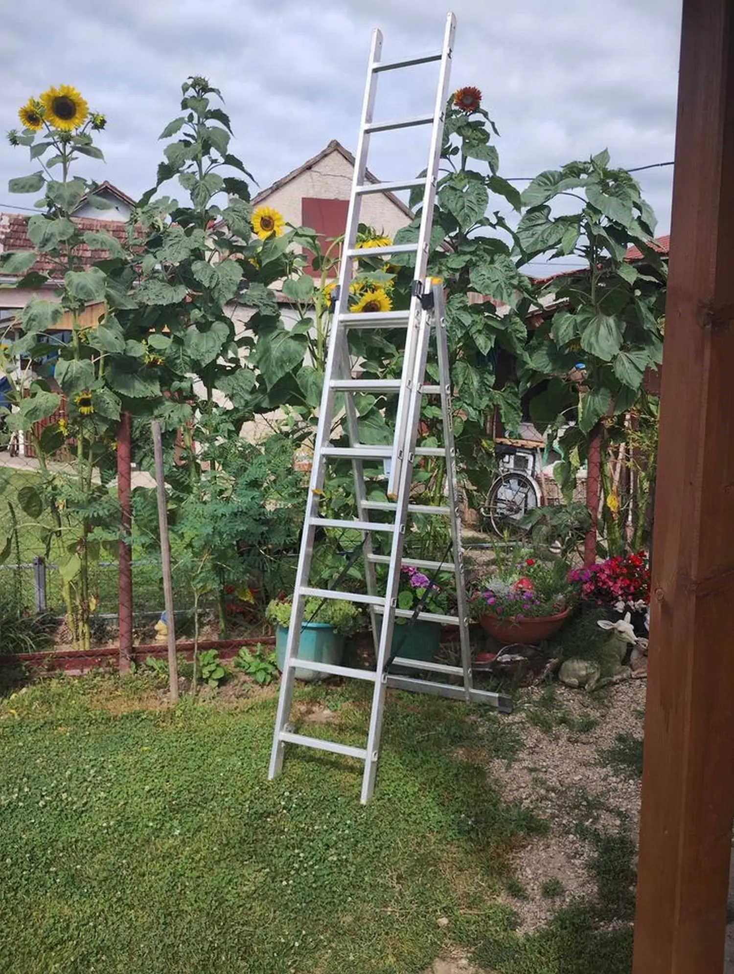 suncokreti,pintarić (4) suncokreti,pintarić (4)