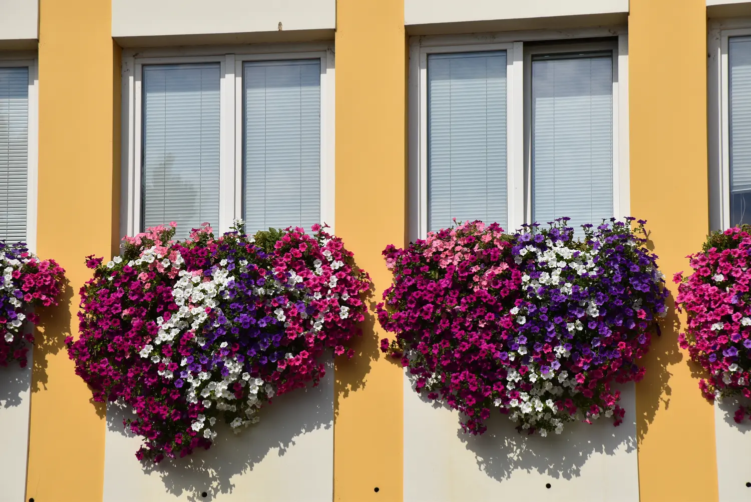 surfinije,zgrada županije,međimurska županija,cvijeće surfinije,zgrada županije,međimurska županija,cvijeće