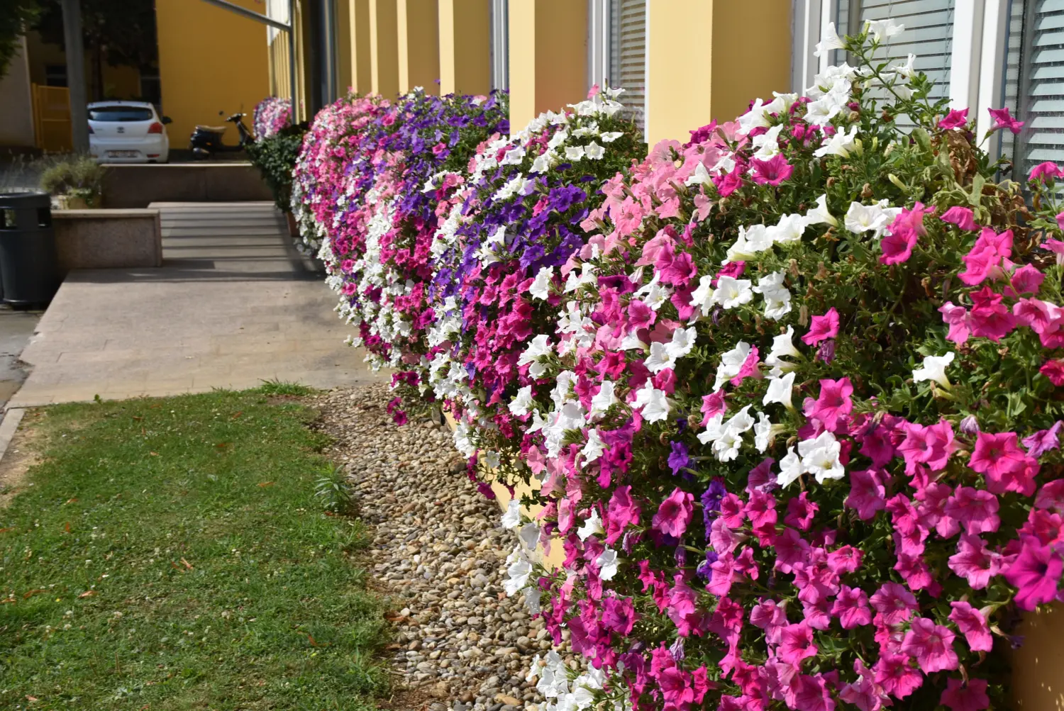 surfinije,zgrada županije,međimurska županija,cvijeće surfinije,zgrada županije,međimurska županija,cvijeće