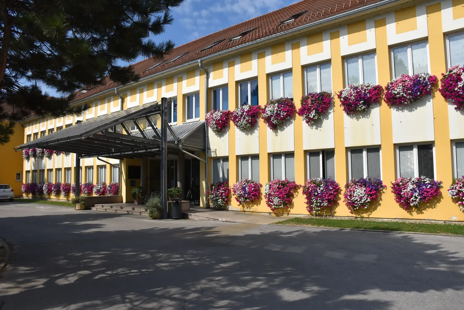 surfinije,zgrada županije,međimurska županija,cvijeće (3) surfinije,zgrada županije,međimurska županija,cvijeće (3)