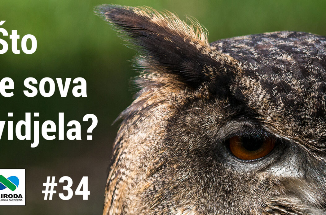 telop you tube – Sto je sova vidjela 34