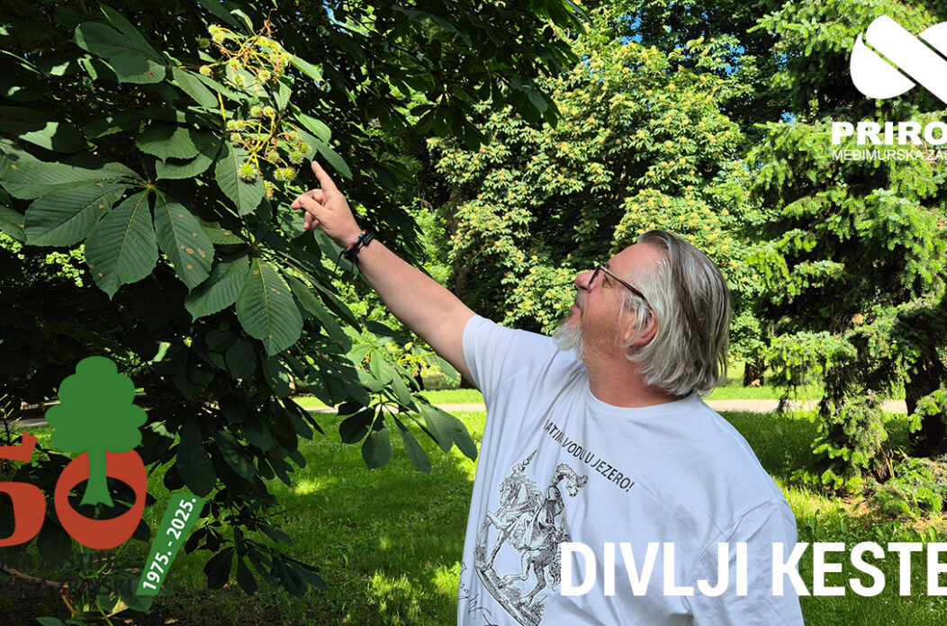 telop you tube kanal – divlji kesten Perivoj Zrinski