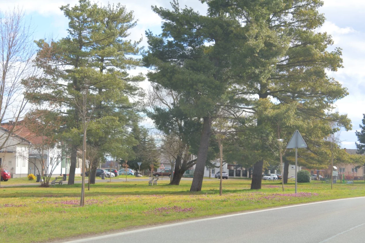 tisuću stabala čakovec (12)