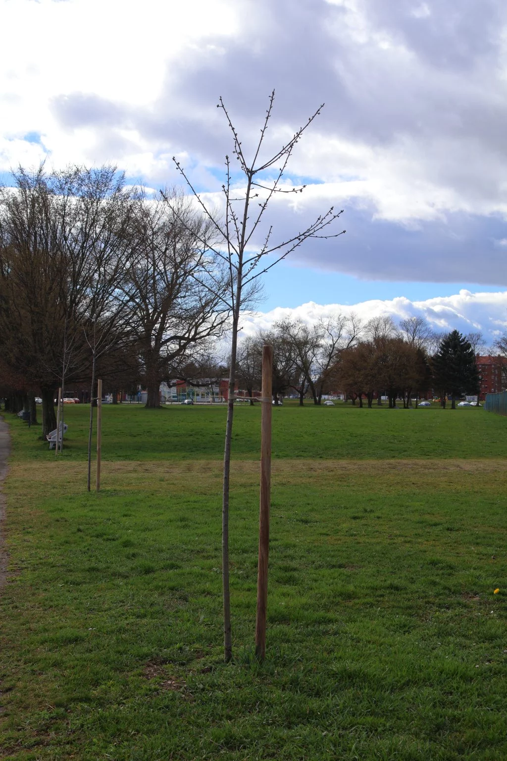 tisuću stabala čakovec (4)