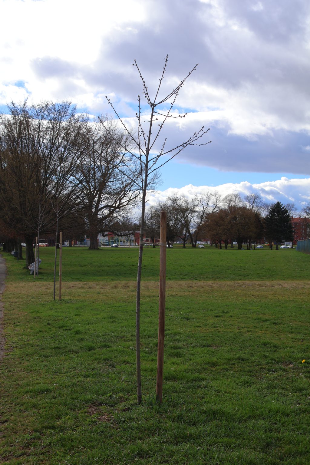 tisuću stabala čakovec (4) tisuću stabala čakovec (4)