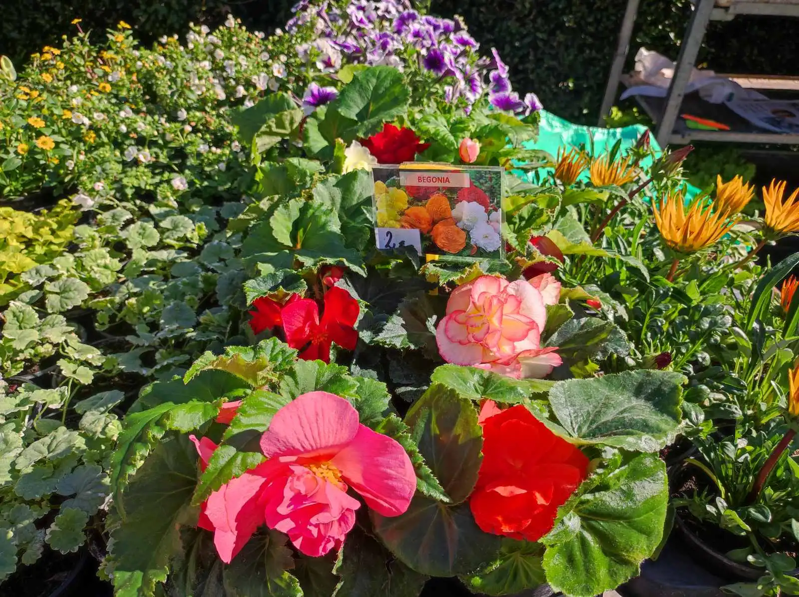 tržnica Prelog 11.5 (1)