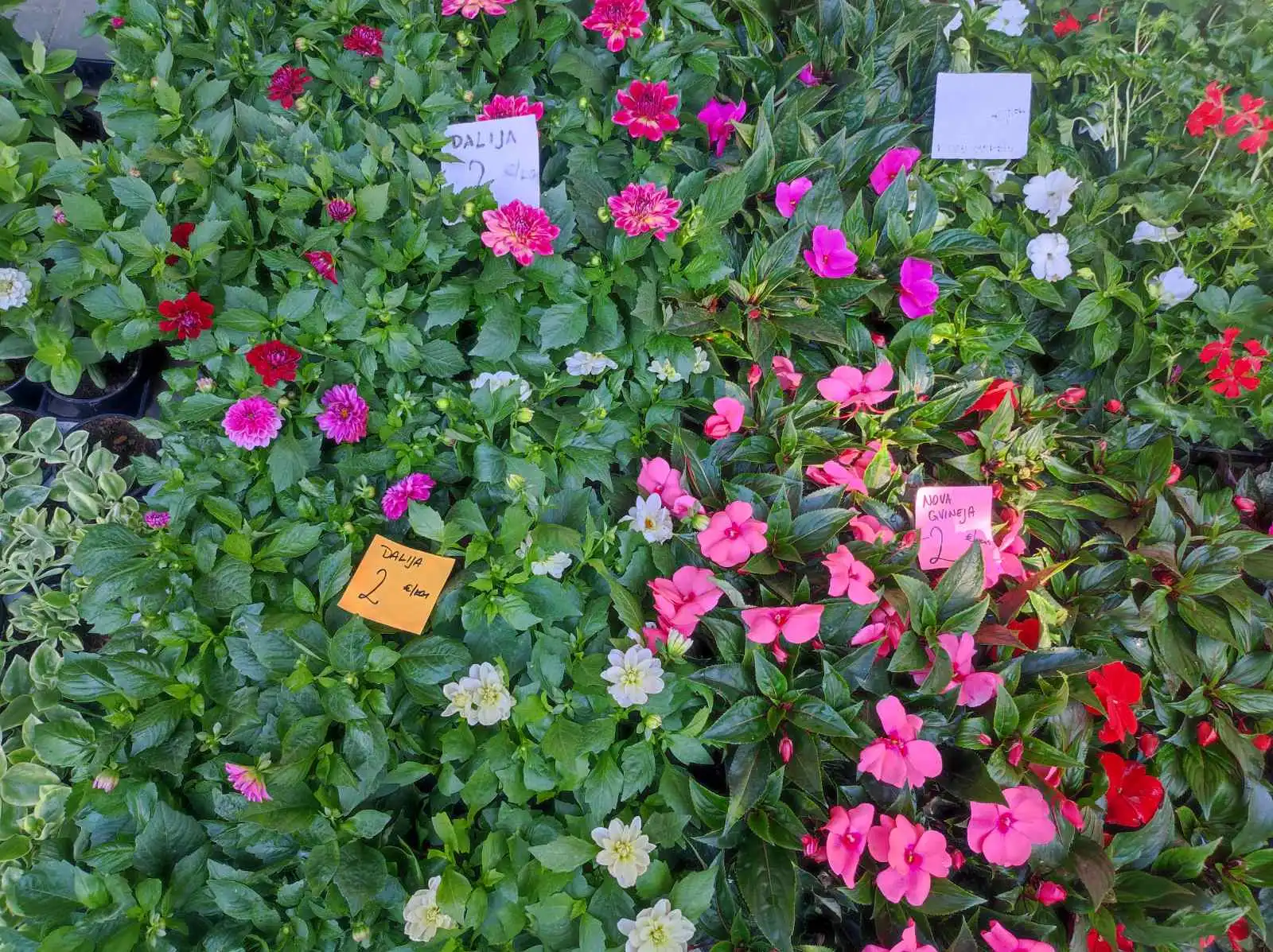 tržnica Prelog 11.5 (11)