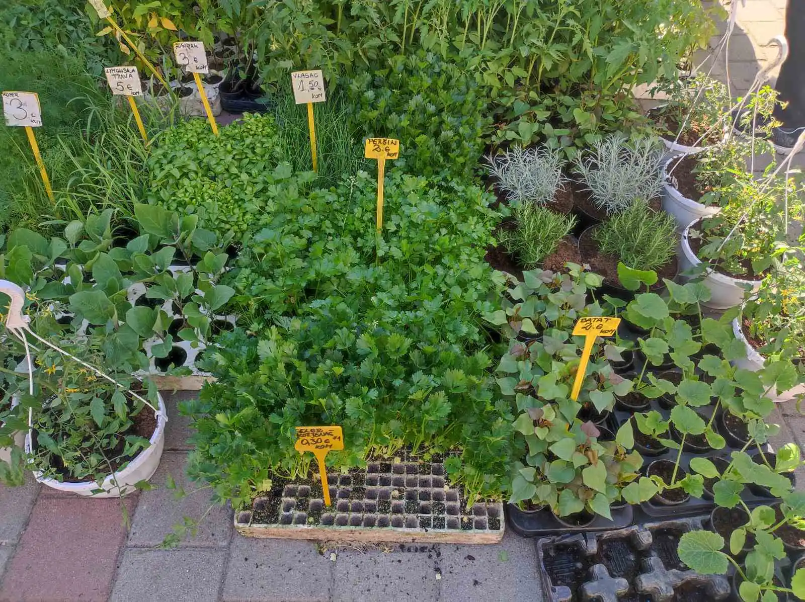 tržnica Prelog 11.5 (14)