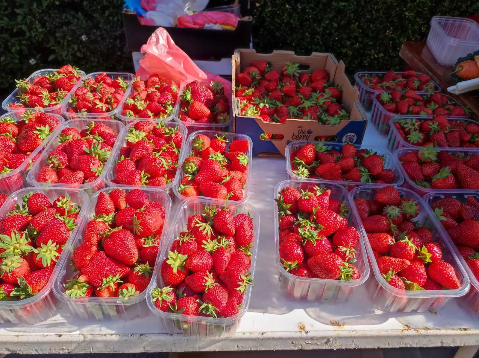 tržnica Prelog 11.5 (15) jagode