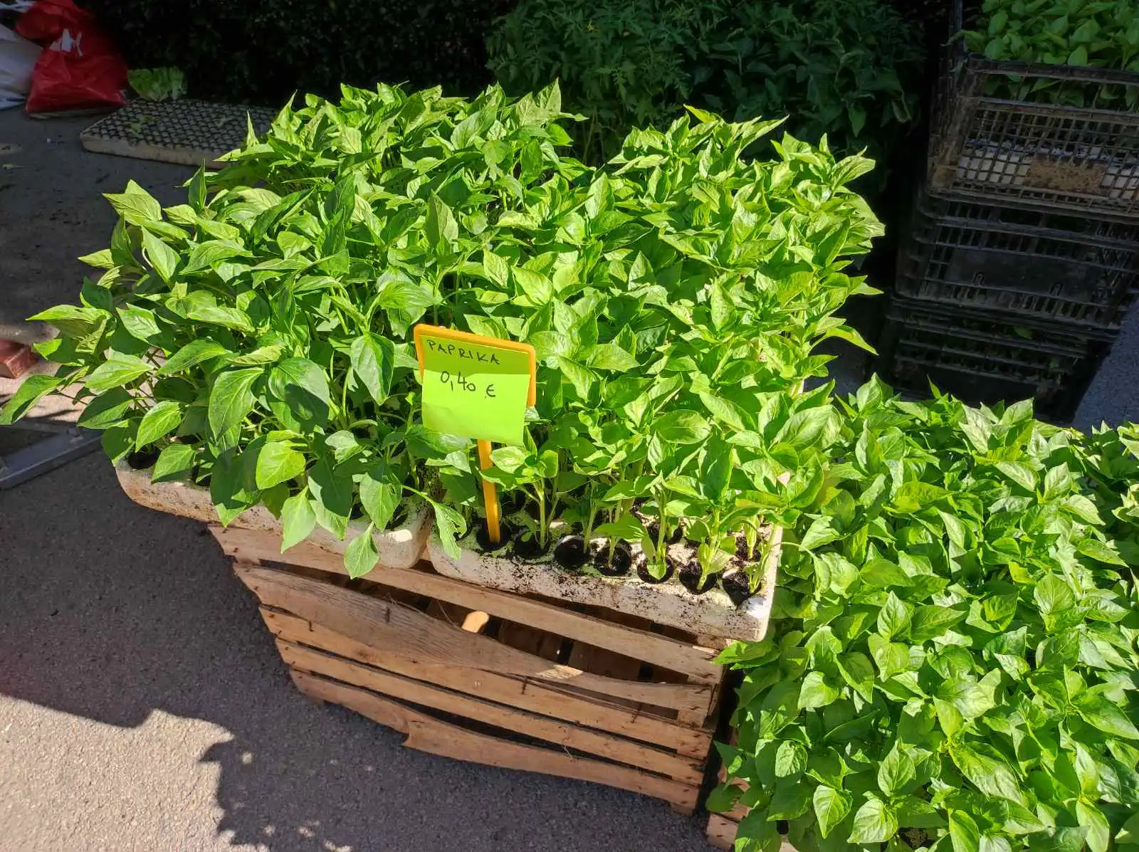 tržnica Prelog 11.5 (17)