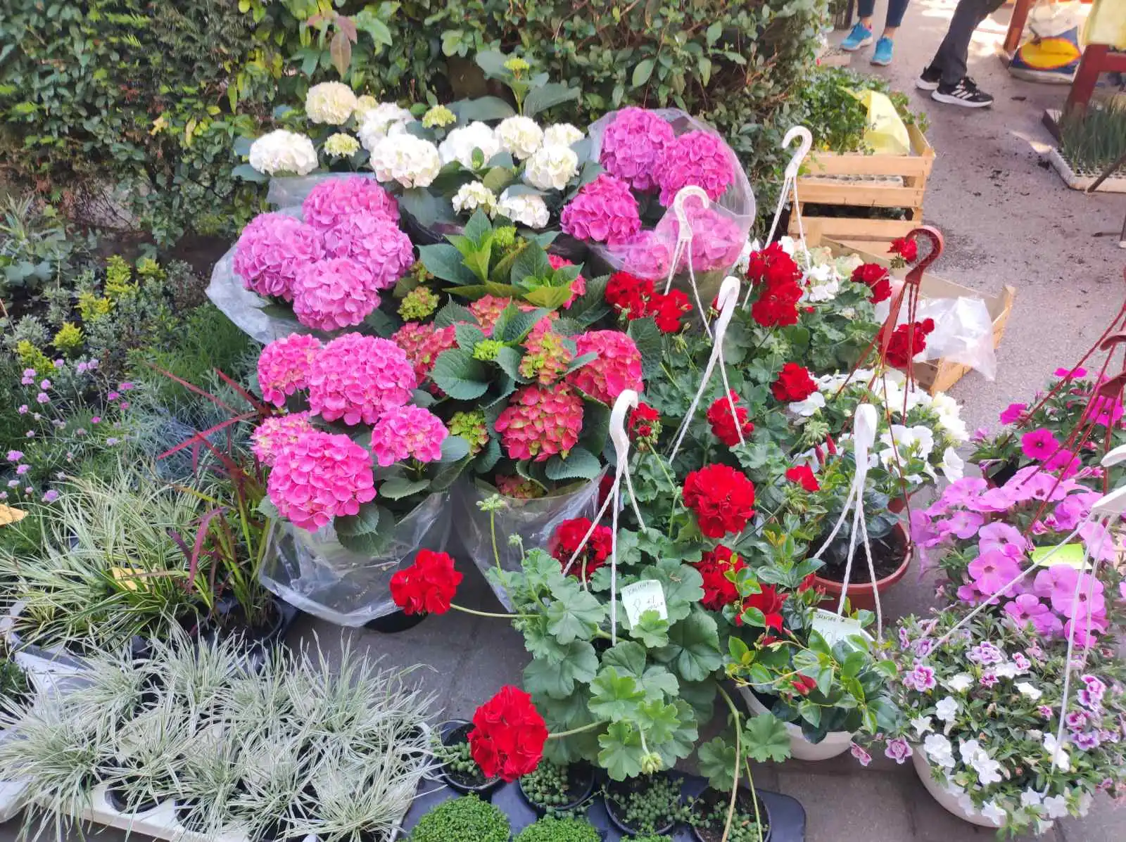 tržnica Prelog 11.5 (19)