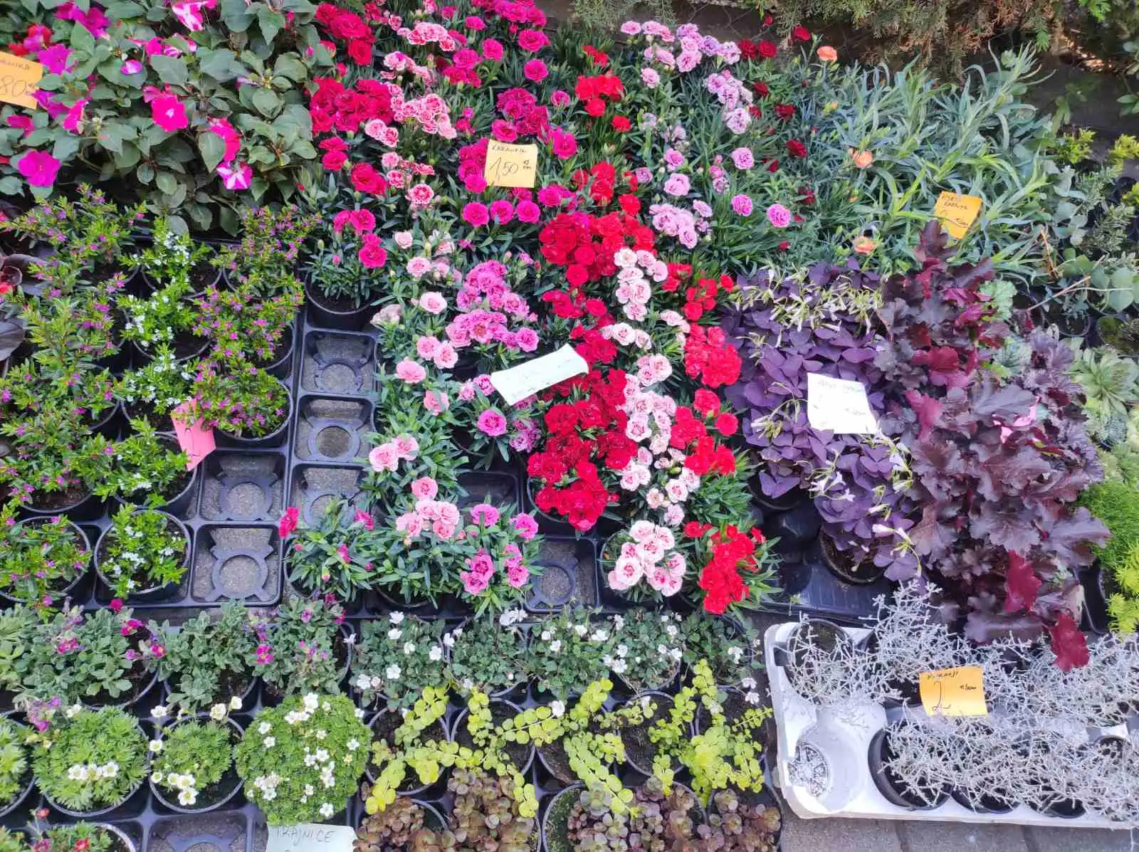 tržnica Prelog 11.5 (24)