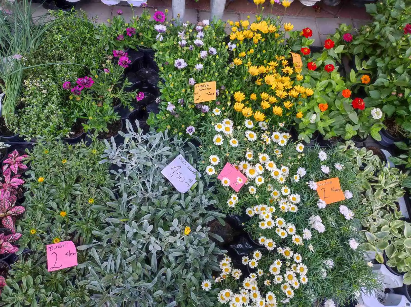 tržnica Prelog 11.5 (25)