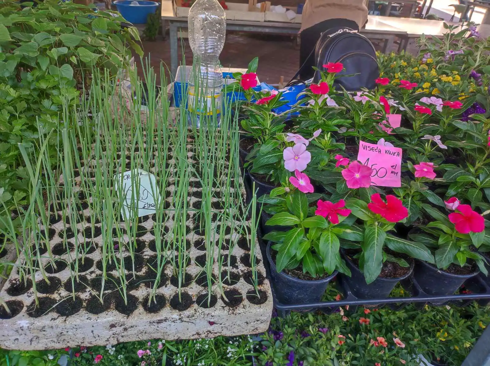 tržnica Prelog 11.5 (28)