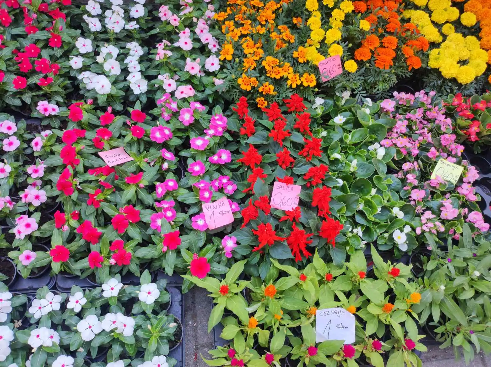 tržnica Prelog 11.5 (3)