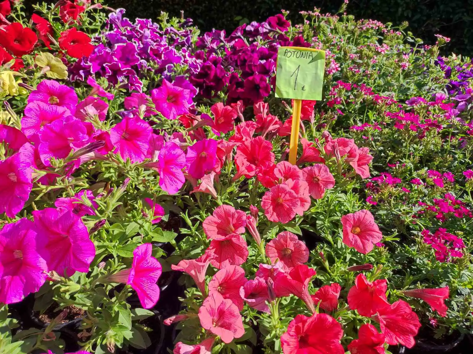 tržnica Prelog 11.5 (32)